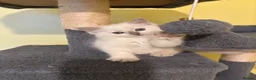 Ragdoll cats for sale: RARE CINNAMON CARRYING RAGDOLL KITTENS AVAILABLE  - Advert 17