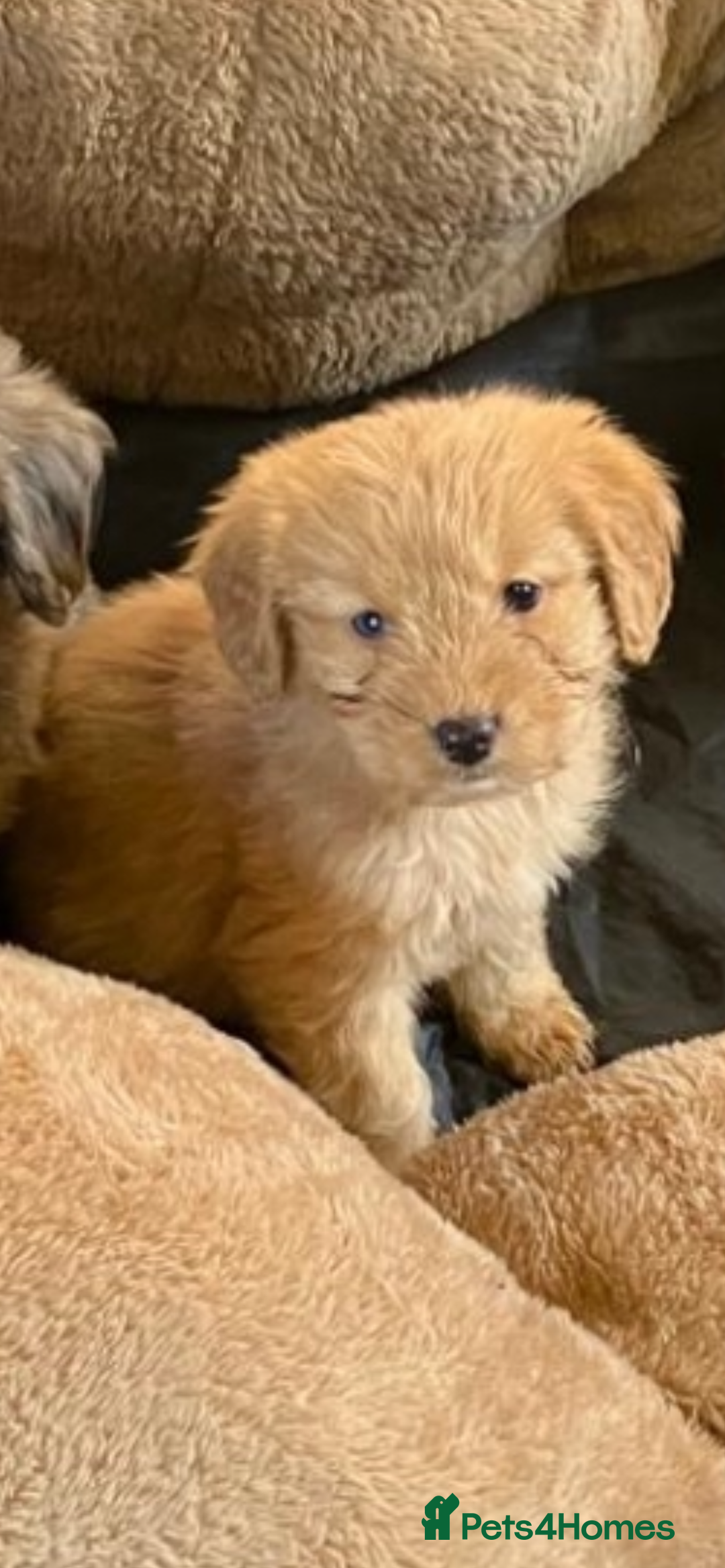 Cockapoo dogs for sale: Cockapoos  - Advert 10