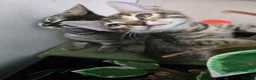Bengal cats for sale: Bengal cross kittens - Advert 23