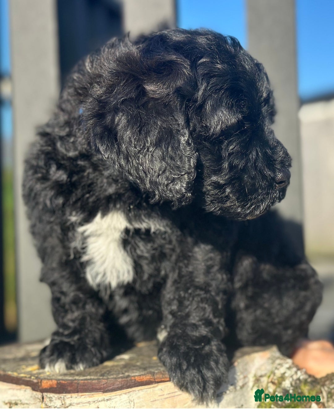 Mixed Breed dogs for sale: St Bernoodle puppy Poodle/St Bernard cross F1B Boy - Advert 2