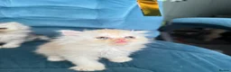 Persian cats for sale: Beautiful Persian Kittens Available forLovingHomes - Advert 13