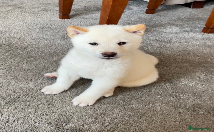 Japanese Shiba Inu dogs - Advert 1
