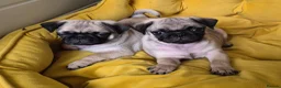 Pug dogs for sale: Pure bred pug puppies - Advert 4