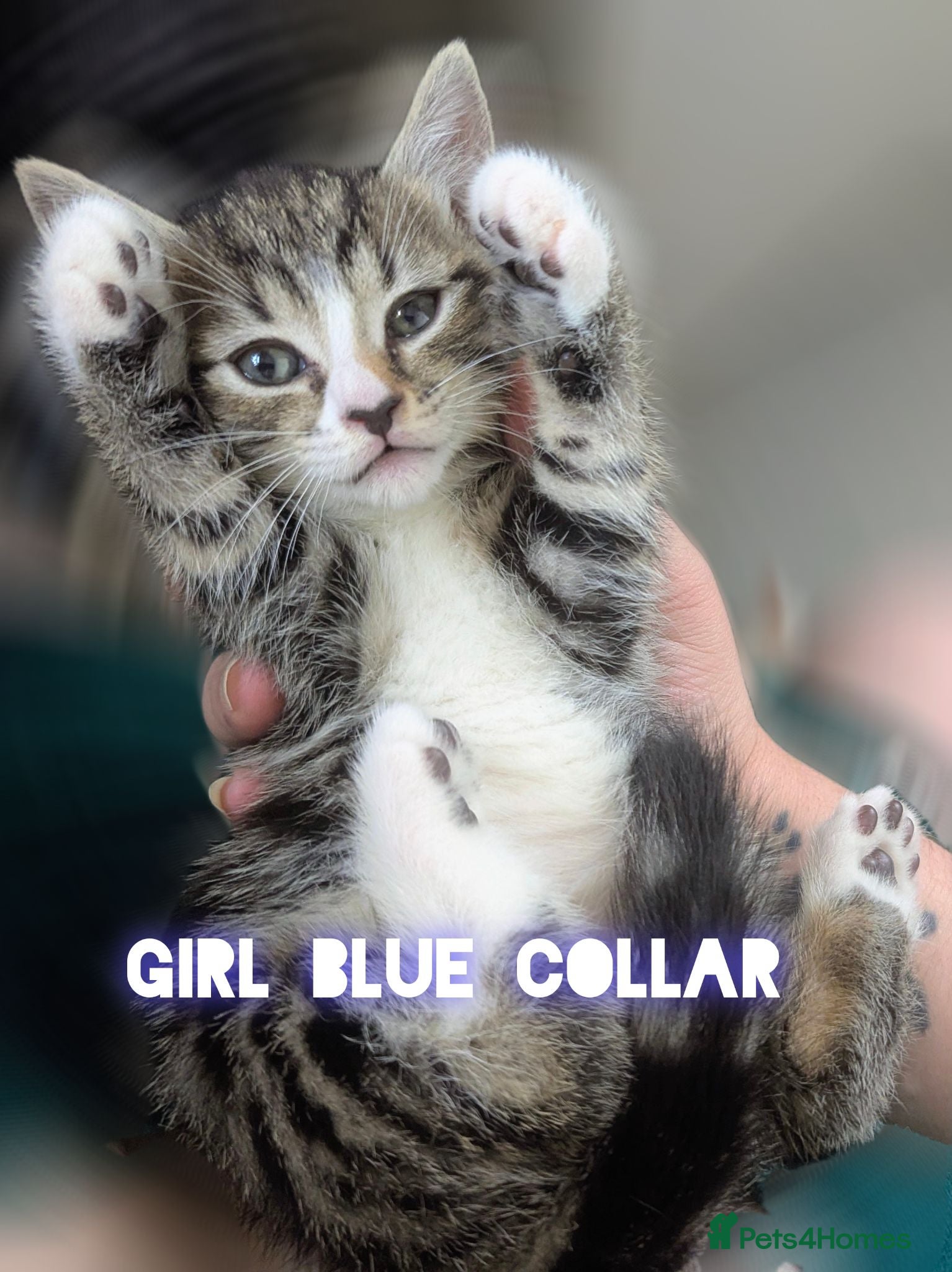 Mixed Breed cats 4x kitten's inc Dewormed & Deflead & microchipped  - Advert 4