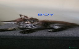 Maine Coon cats for sale: PURE BREED MAINE COONS KITTENS  - Image 4