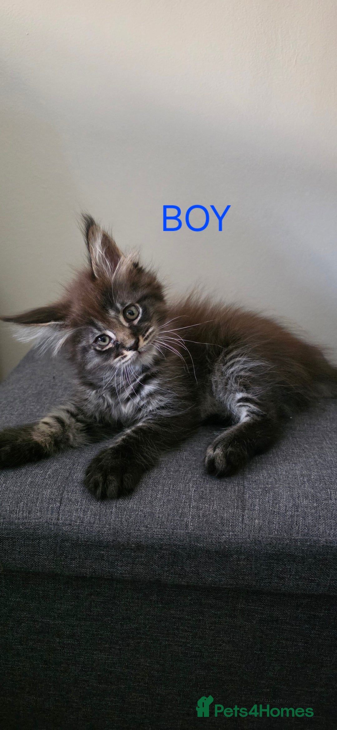 Maine Coon cats for sale: PURE BREED MAINE COONS KITTENS  - Image 4