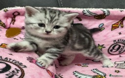 British Shorthair cats for sale: GCCF Reg BSH Silver Tabby & Spotted kittens - Advert 27