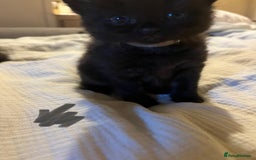 Norwegian Forest Cat cats for sale: kittens - Image 10