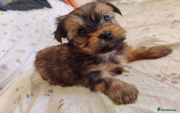Yorkshire Terrier dogs for sale: Yorkshire terrier puppies  - Image 7