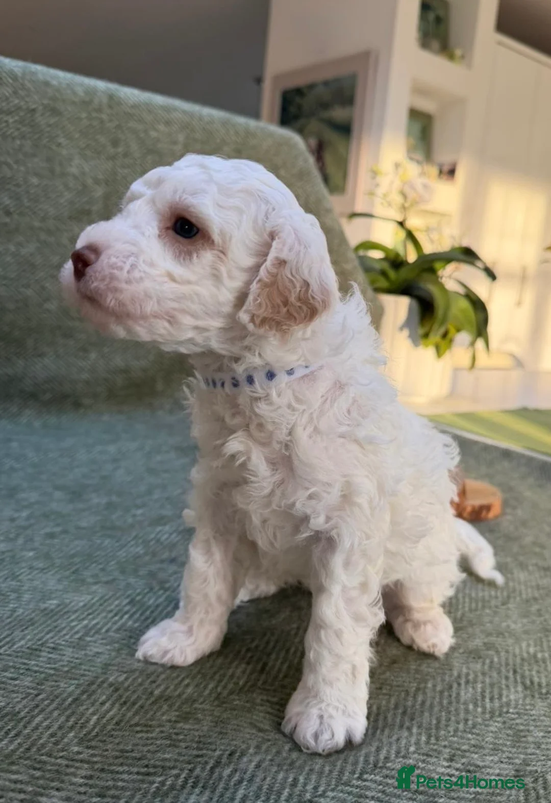 Labradoodle dogs for sale: Gorgeous 3rd Gen Miniature Labradoodle Puppies - Advert 16