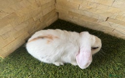 Mini Lop rabbits for sale: Mini Lops Blue eyed Chocolate Magpies - Image 4