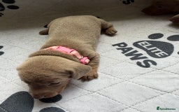 Dachshund dogs for sale: Litter of miniature dachshunds born 12/9/25 - Image 16