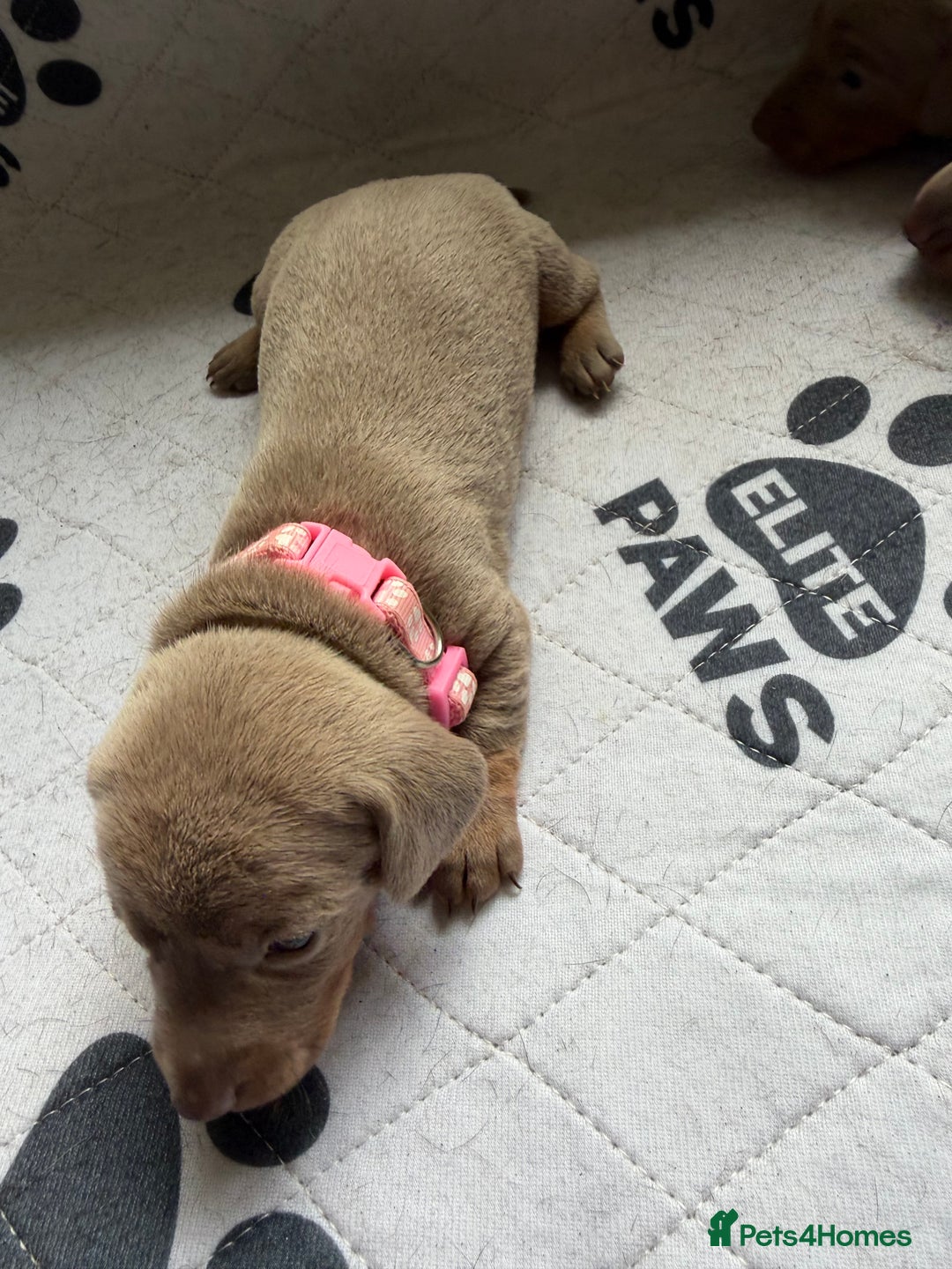 Dachshund dogs for sale: Litter of miniature dachshunds born 12/9/25 - Image 16