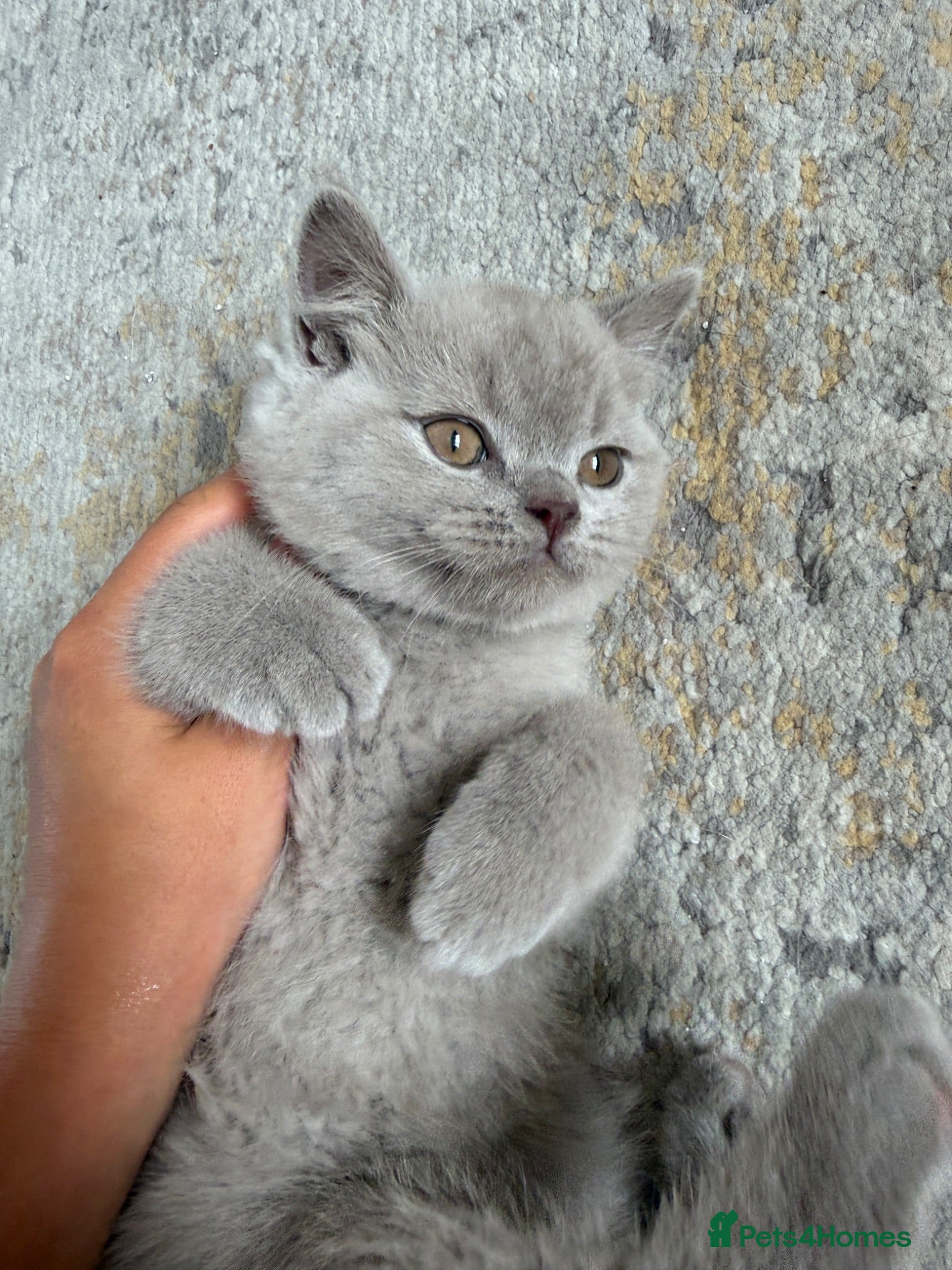 British Shorthair cats Lilac British shorthair GCCF registered male - Advert 2