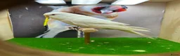 Budgerigars birds for sale: Mixed budgies  - Advert 5