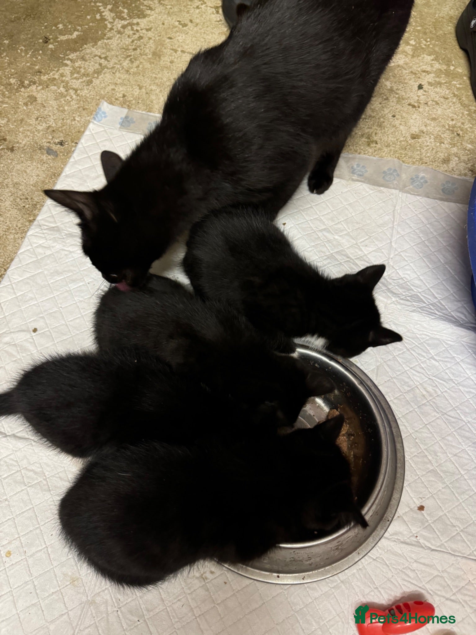 British Shorthair cats Kittens for sale - Advert 1