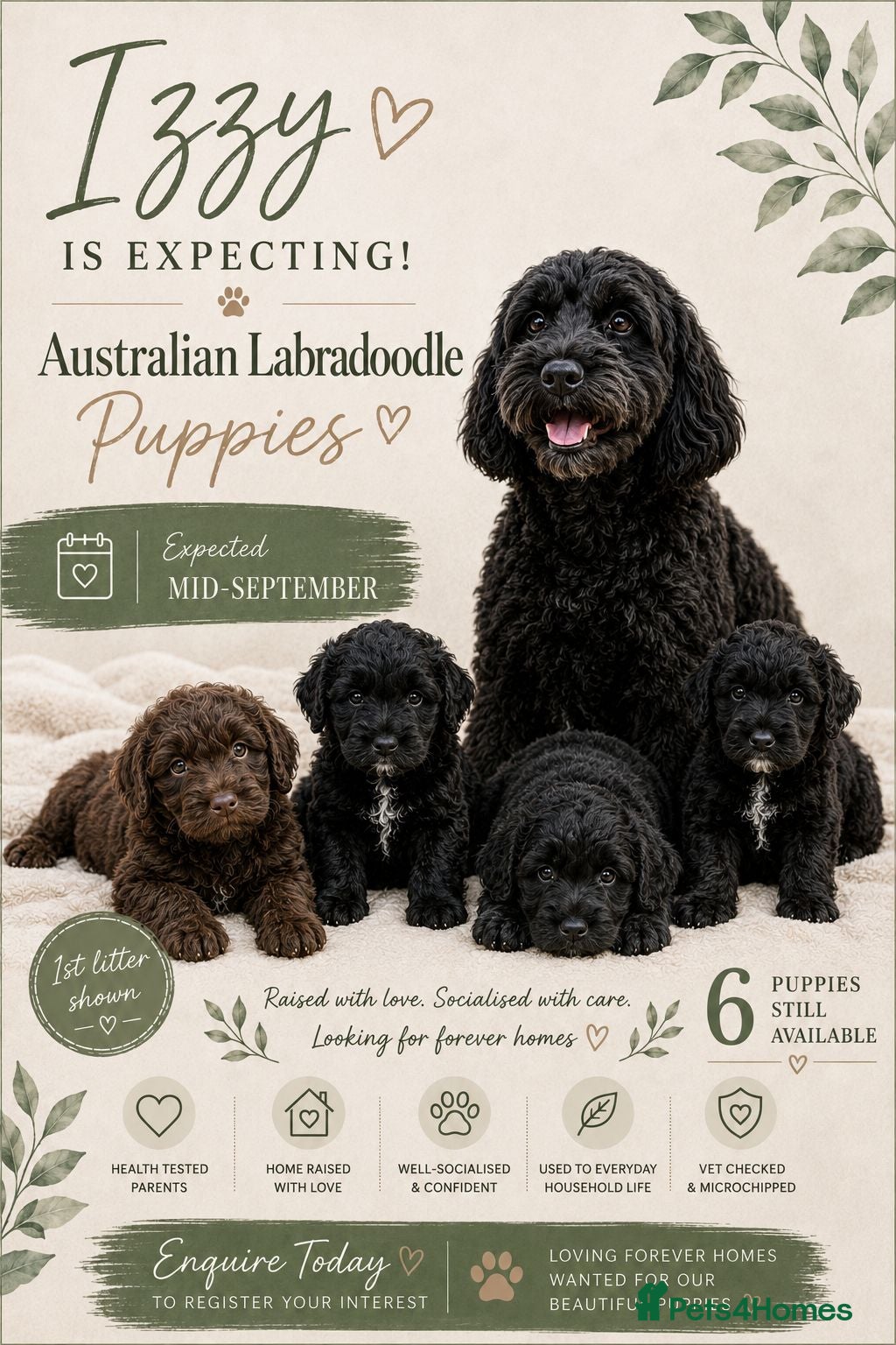 Mixed Breed dogs DNA tested Australian Labradoodle puppies - Advert 1