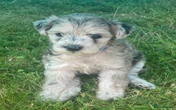 Yorkiepoo dogs for sale:  3 Adorable Little Girls - Yorkiepoos-F1  - Image 2