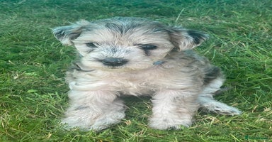 Yorkiepoo dogs - Advert 1