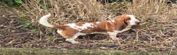 Basset Hound dogs for stud: Red & White KC REG Basset Hound Proven Stud - Advert 5