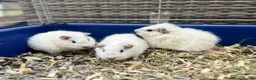 Guinea Pig rodents for sale: Teddy Guinea Pig 7x boys - each only £10 - Advert 2