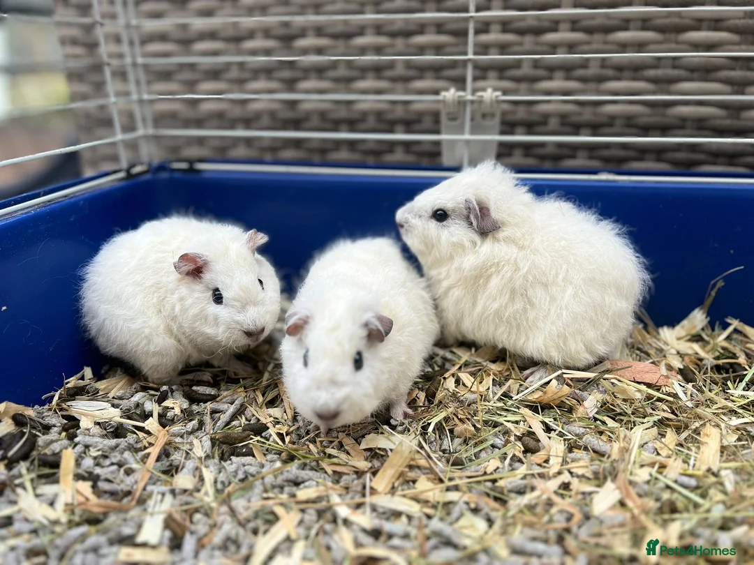 Guinea Pig rodents for sale: Teddy Guinea Pig 7x boys - each only £10 - Advert 2