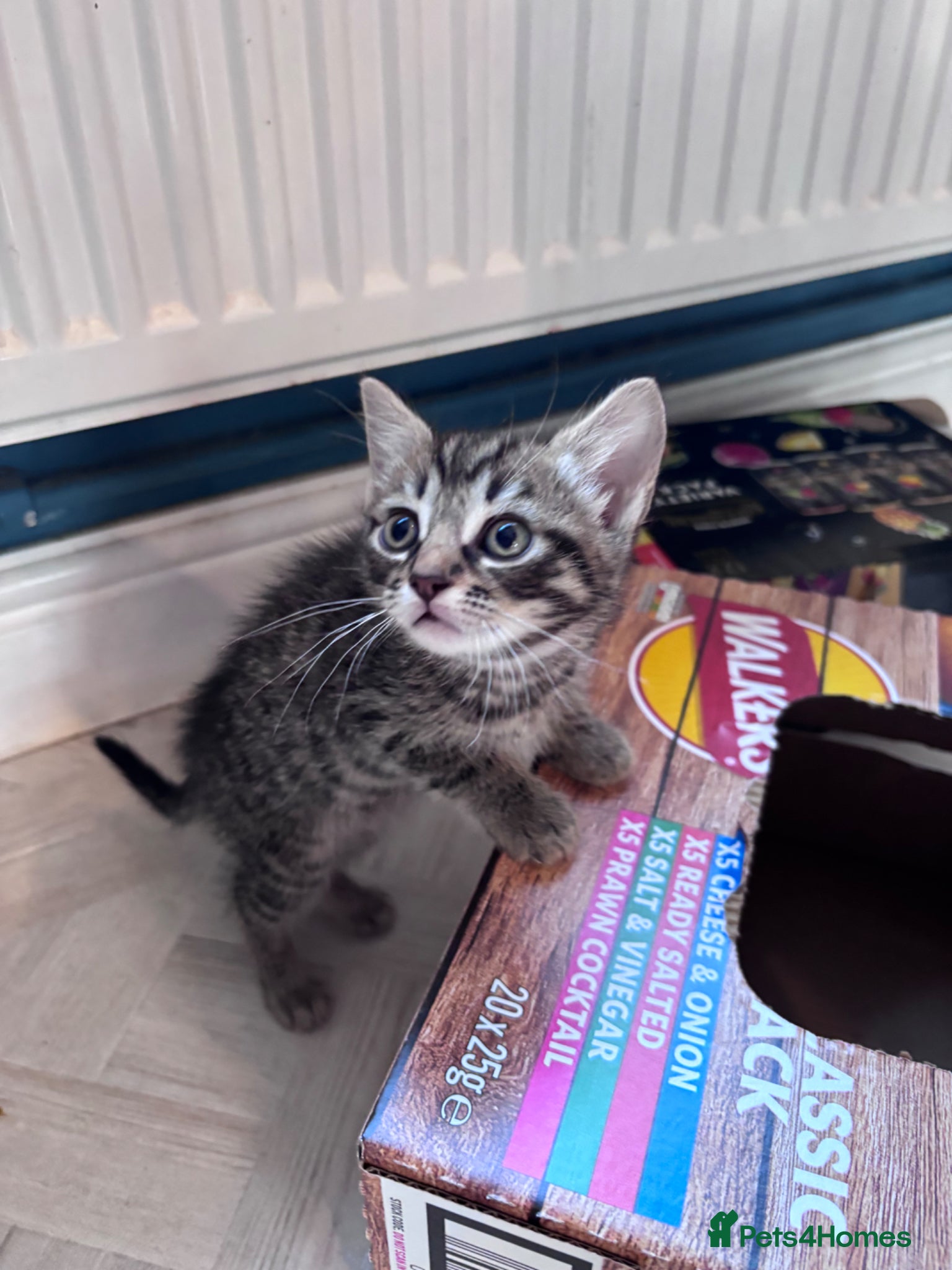 Mixed Breed cats for sale: 4 sweet kittens for new homes  in Thornton-Cleveleys - Advert 7
