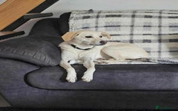 Mixed Breed dogs for adoption: NINA! - Image 2