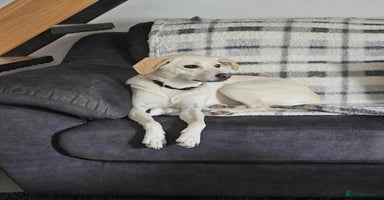 Mixed Breed dogs - Advert 4