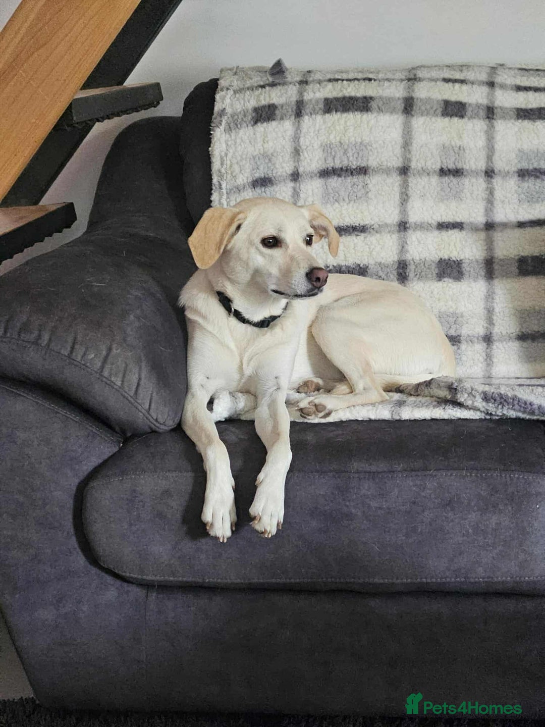 Mixed Breed dogs for adoption: NINA! - Image 2