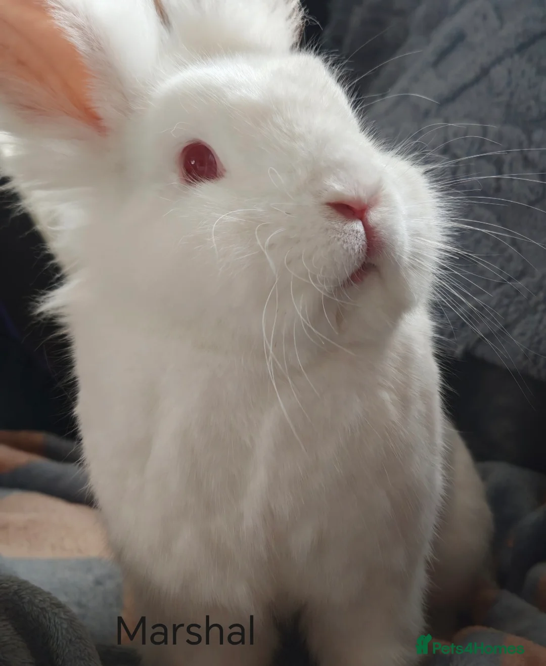 Mini Lop rabbits for sale: X4 rabbits looking for new home (see description)  in South Shields - Advert 2