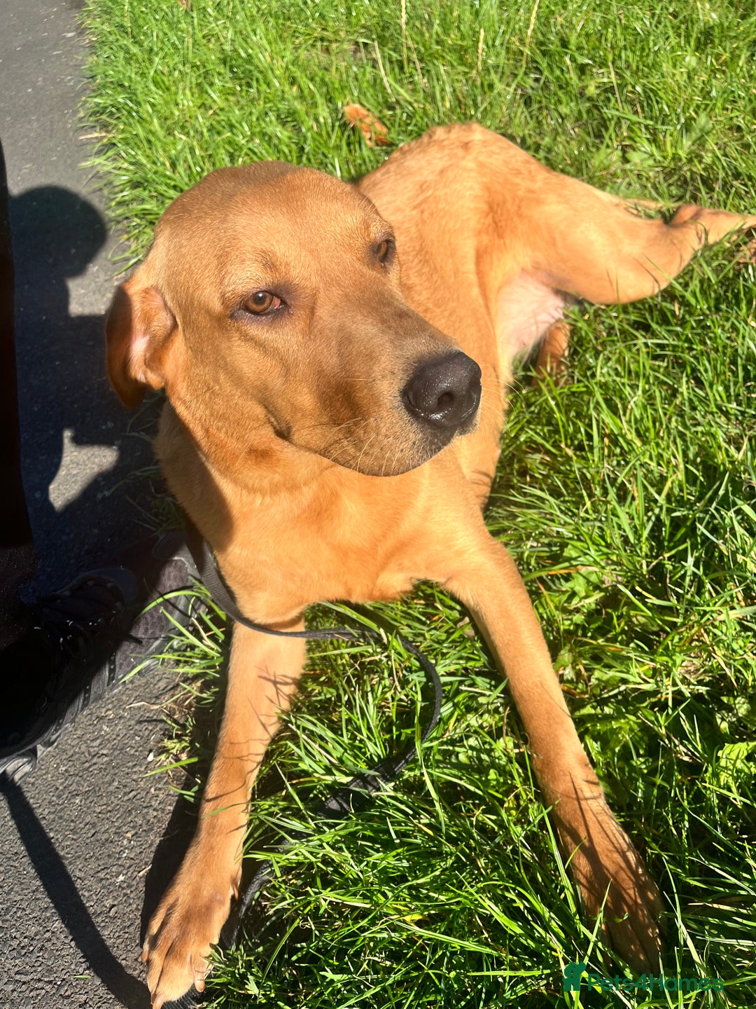 Labrador Retriever dogs for sale: Red fox lab  - Image 1