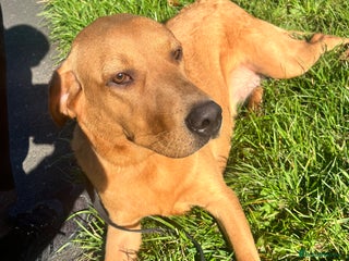 Labrador Retriever dogs - Advert 19