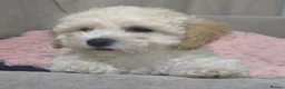 Bichon Frise dogs for sale: Bichon Frisé PuppiesSmall Size,Beautiful Character in Birmingham - Advert 6