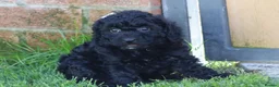 Cockapoo dogs for sale: Beautiful Cockapoo puppies for sale  in Llanelli - Advert 5