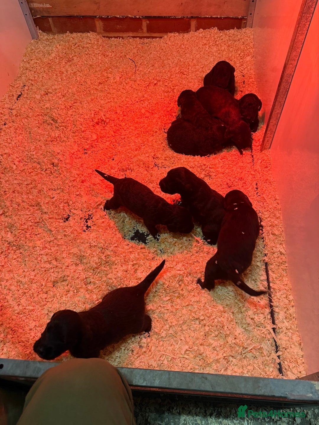 Mixed Breed dogs for sale: Bedlington x whippet Lurcher pups - Image 24