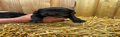 Cockalier Puppy 2