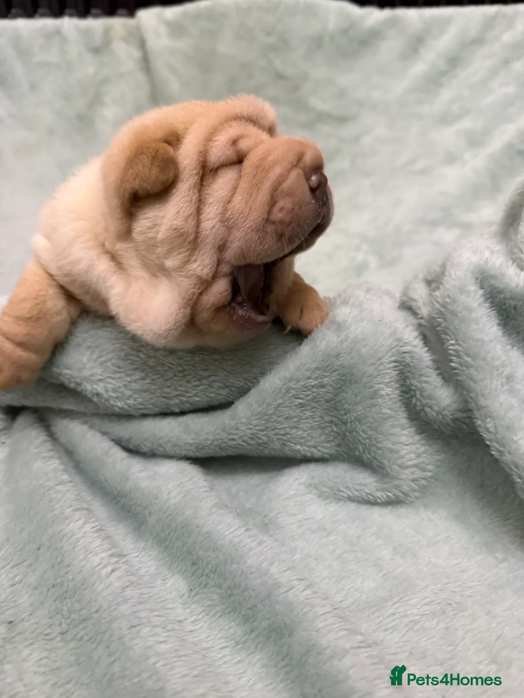 Shar Pei dogs for sale: Beautiful pure shar pei puppies - Advert 10