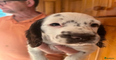 Cocker Spaniel dogs - Advert 9