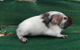 Guinea Pig rodents for sale: Baby Sows. Swiss, Self and Dalmation. - Image 13