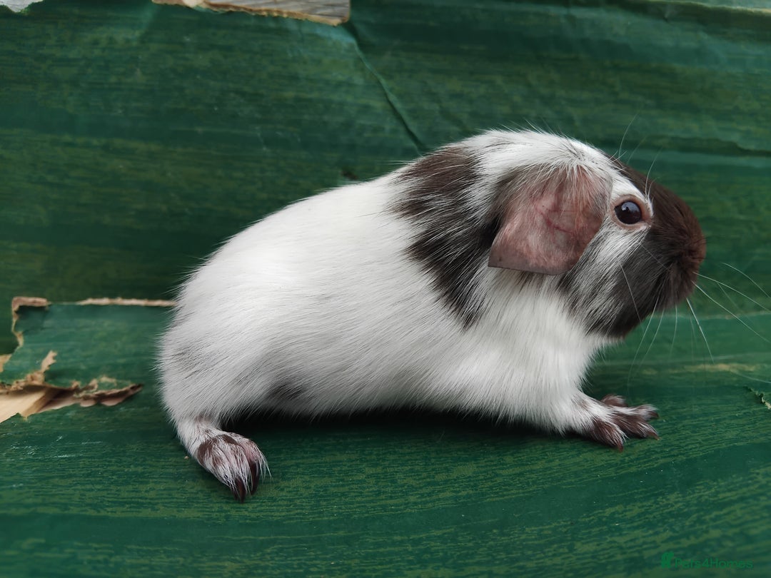 Guinea Pig rodents for sale: Baby Sows. Swiss, Self and Dalmation. - Image 13