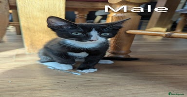 Mixed Breed cats - Advert 2