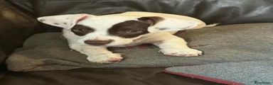Chunky boy 