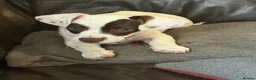 Mixed Breed dogs for sale: 13 weeks old French bulldog/cocker spaniels ❌ - Advert 2