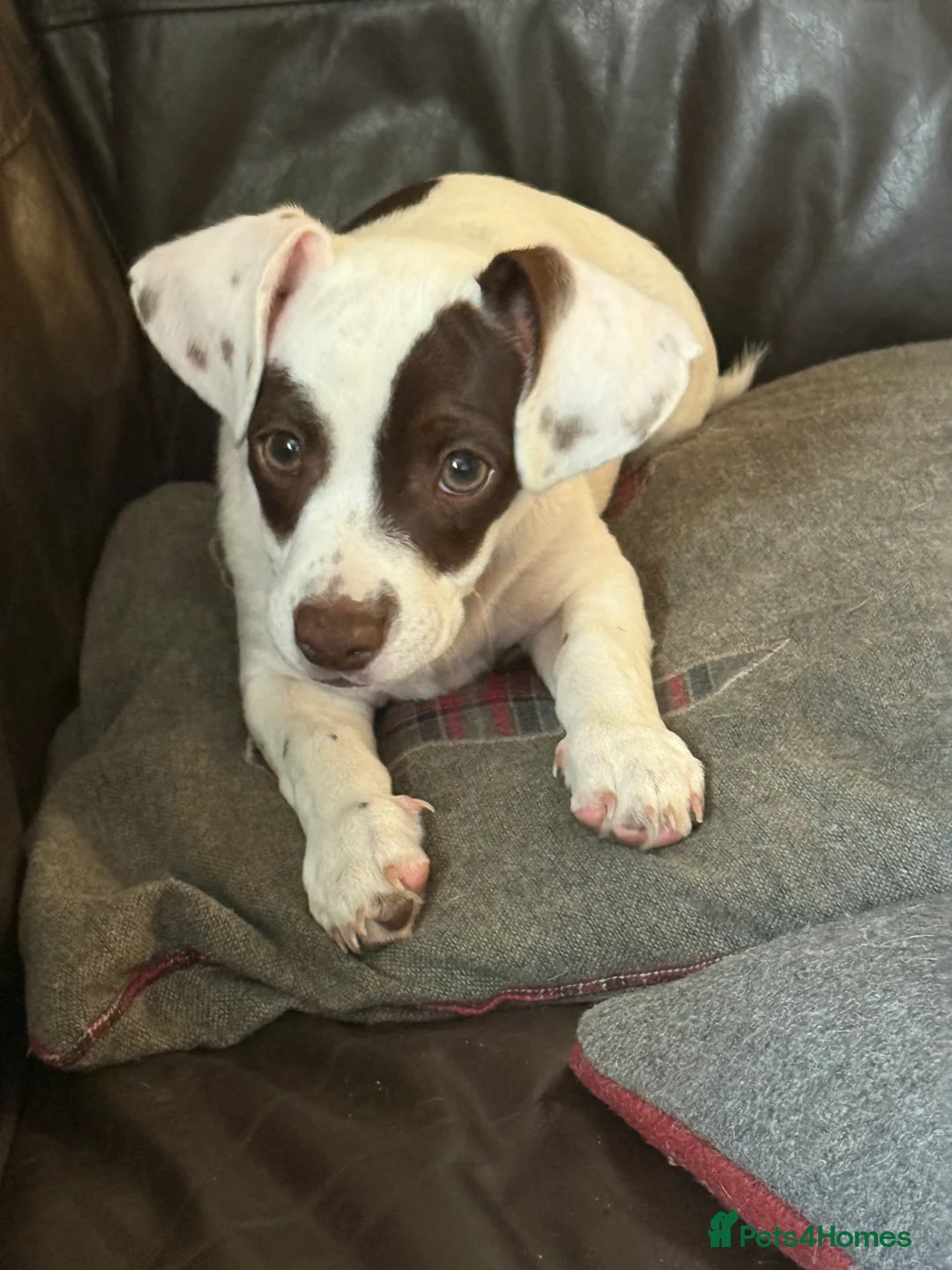 Mixed Breed dogs for sale: 13 weeks old French bulldog/cocker spaniels ❌ - Advert 2