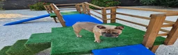 French Bulldog dogs for sale: 13 .onth old male french bulldog - Advert 2