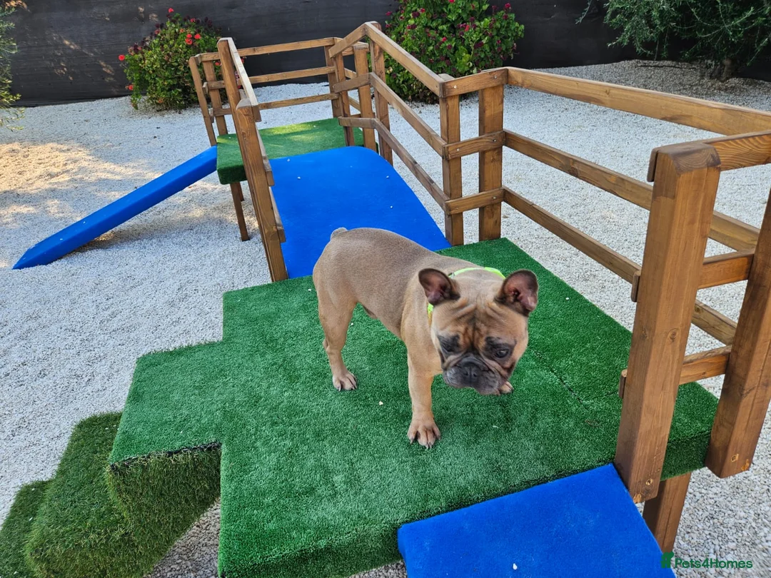 French Bulldog dogs for sale: 13 .onth old male french bulldog - Advert 2