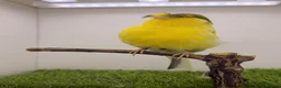 Canaries birds for sale: Persian and Lancashire canary’s  - Advert 7