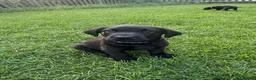 Labrador Retriever dogs for sale: 2 boys available  in Gloucester - Advert 5
