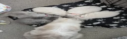 British Longhair cats for sale: Beautiful British Longhair Kittens-Ready 19th June - Advert 4